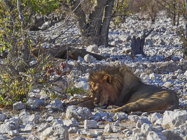 Big Male Maned Lion Relaxing Shade Mopane Tree Rocky Ground — Foto de Stock