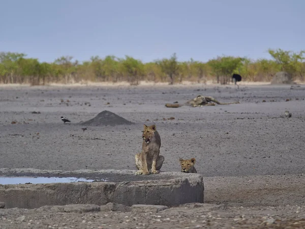 Lion Water Hole Plains Etosha National Park Namibia — Stockfoto