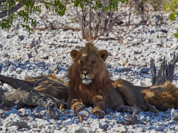 Big Male Maned Lion Relaxing Shade Mopane Tree Rocky Ground — Fotografia de Stock