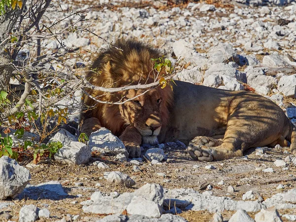 Big Male Maned Lion Relaxing Shade Mopane Tree Rocky Ground — Stock fotografie