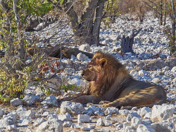 Big Male Maned Lion Relaxing Shade Mopane Tree Rocky Ground — Stockfoto