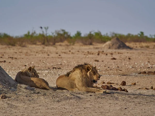 Löwengruppe Den Ebenen Des Etosha Nationalparks Namibia — Stockfoto