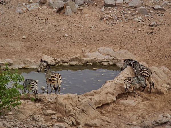 Hartmanns Mountain Zebra drinking at a water hole in the Damaraland in Namibia