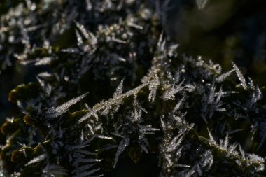 Hoar Frost (ayrıca hoarfrost, radyasyon don veya pruina olarak da bilinir), kablolar ve yapraklar gibi açıkta kalmış nesnelere bağlı beyaz buz kristalleridir.