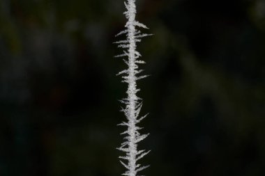 Narin örümcek ağında donma. Hoarfrost, radyasyon donması ya da pruina yerde birikmiş beyaz buz kristalleri ya da kablolar ya da yapraklar gibi gevşek cisimlere bağlıdır.