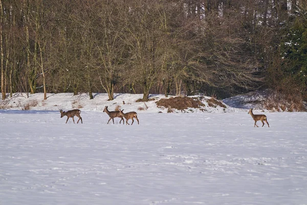 Ciervos Caminando Sobre Ancha Llanura Cubierta Nieve Través Del País —  Fotos de Stock