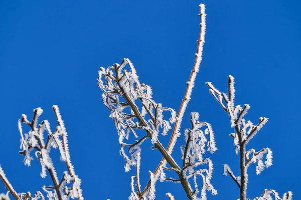 Седой Мороз Иней Радиационный Мороз Зуд Кристаллы Белого Льда Отложенные — стоковое фото