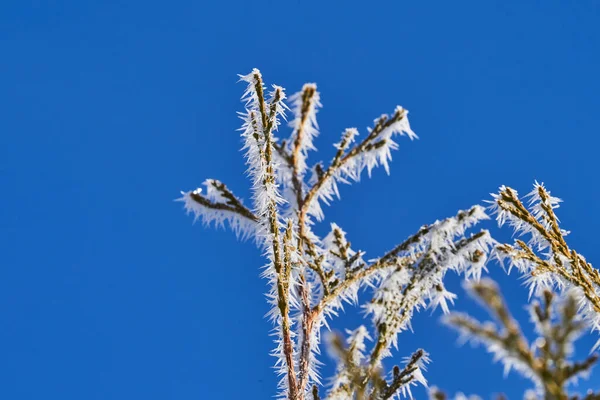 Harrfrost Även Hesparfrost Strålfrost Eller Pruina Vita Iskristaller Som Deponeras — Stockfoto