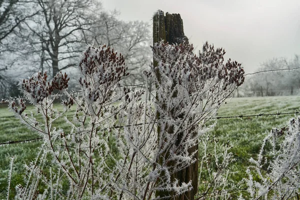 Harrfrost Även Hesparfrost Strålfrost Eller Pruina Vita Iskristaller Som Deponeras — Stockfoto