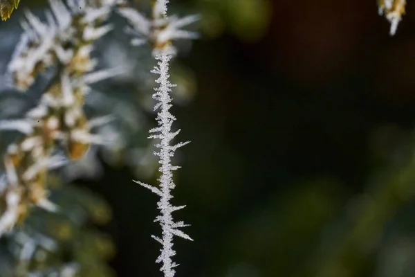 Hoar Helada Delicada Tela Araña También Las Heladas Las Heladas —  Fotos de Stock