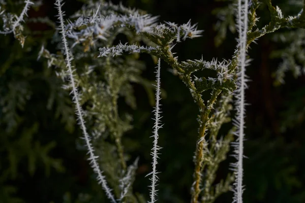 Hoar Geada Delicada Teia Aranha Também Hoarfrost Geada Radiação Pruina — Fotografia de Stock