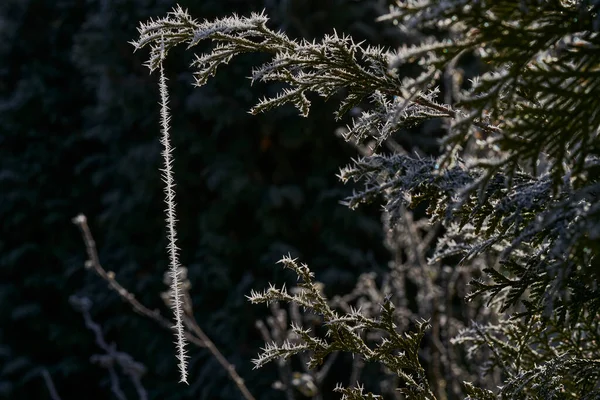 Hoar Frost Delicate Spider Web Also Hoarfrost Radiation Frost Pruina — Stock Photo, Image