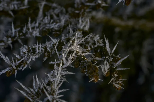 Harrfrost Även Hesparfrost Strålfrost Eller Pruina Vita Iskristaller Som Deponeras — Stockfoto