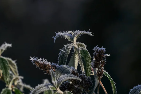 Hoar Gelo Anche Hoarfrost Radiazione Gelo Pruina Sono Cristalli Ghiaccio — Foto Stock