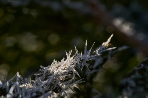 Hoar Frost Also Hoarfrost Radiation Frost Pruina White Ice Crystals — Stock Photo, Image