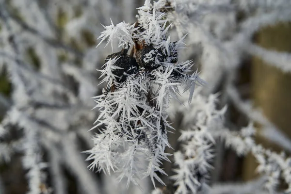 Hoar Frost Also Hoarfrost Radiation Frost Pruina White Ice Crystals — Stock Photo, Image