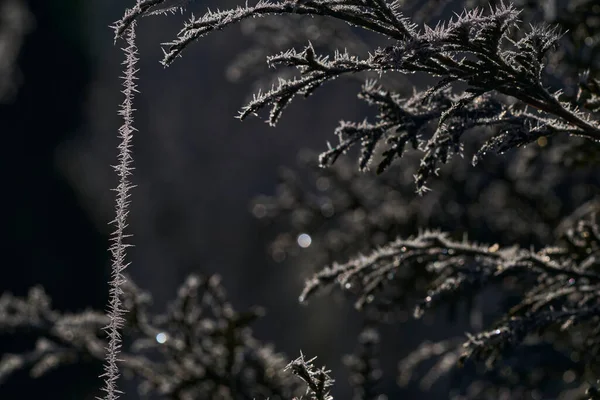 Hoar frost on delicate spider web. Also hoarfrost, radiation frost, or pruina, are white ice crystals deposited on the ground or loosely attached to exposed objects, such as wires or leaves