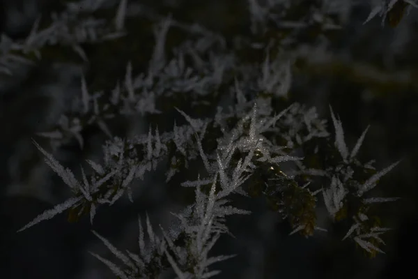 Πάγος Hoar Επίσης Hoarfrost Ακτινοβολία Παγετού Pruina Είναι Λευκοί Κρύσταλλοι — Φωτογραφία Αρχείου