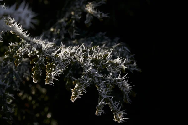 Hoar Frost Also Hoarfrost Radiation Frost Pruina White Ice Crystals — Stock Photo, Image