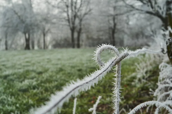 Hoar Gelo Anche Hoarfrost Radiazione Gelo Pruina Sono Cristalli Ghiaccio — Foto Stock