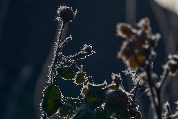 Hoar Frost Beautiful Red Roses Also Hoarfrost Radiation Frost Pruina — Stock Photo, Image