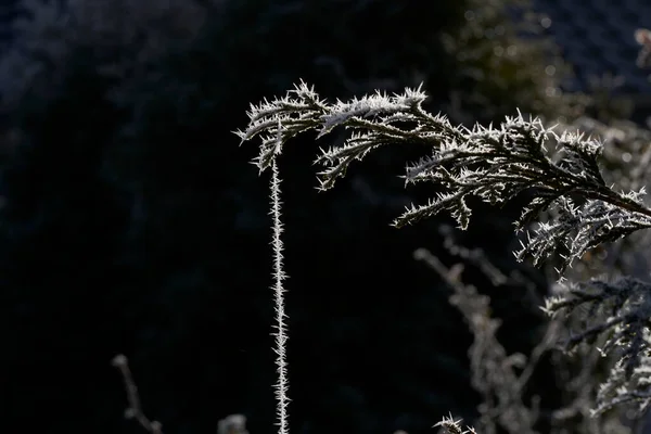 Hoar frost on delicate spider web. Also hoarfrost, radiation frost, or pruina, are white ice crystals deposited on the ground or loosely attached to exposed objects, such as wires or leaves