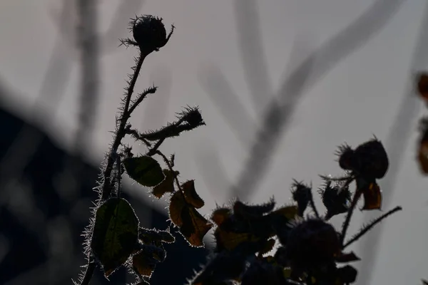 Hoar Geada Belas Rosas Vermelhas Também Hoarfrost Geada Radiação Pruina — Fotografia de Stock