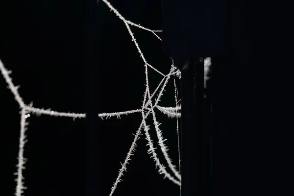 Hoar Frost Delicate Spider Web Also Hoarfrost Radiation Frost Pruina — Stock Photo, Image