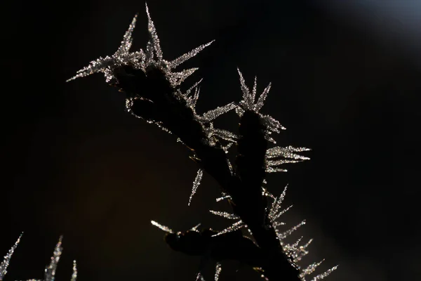 Hoar Frost Also Hoarfrost Radiation Frost Pruina White Ice Crystals — Stock Photo, Image
