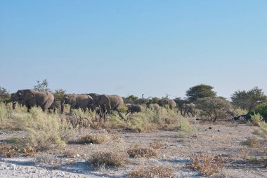 Afrika fili grubu, Loxodonta africana, Etosha Ulusal Parkı 'nın çalılığında.