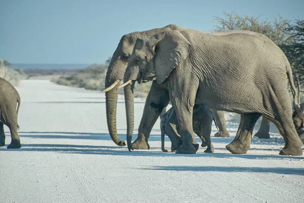 Familia Elefantes Africanos Loxodonta Africana Cruzando Camino Grava Parque Nacional — Foto de Stock