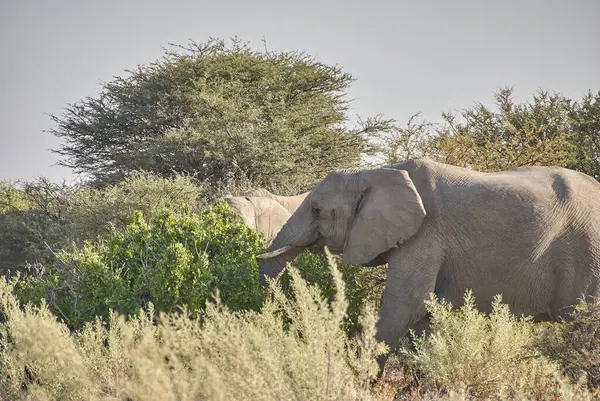 Elefante Africano Loxodonta Africana Navegando Arbusto Parque Nacional Etosha — Foto de Stock