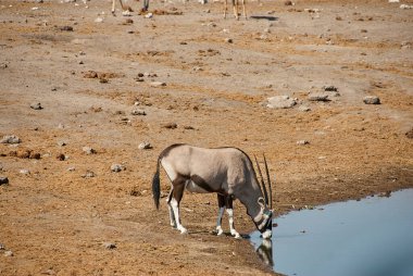 Antilop Gemsbok, Etosha Ulusal Parkı Namibya 'daki bir su birikintisinde içiyor.