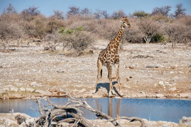 Giraffe drinking at a water hole in Etosha National Park Namibia