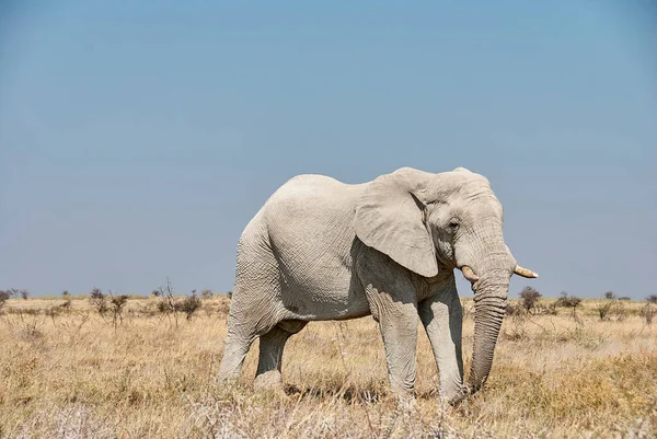 Großer Afrikanischer Elefantenbulle Etosha Nationalpark Namibia Mit Weißem Staub Bedeckt — Stockfoto