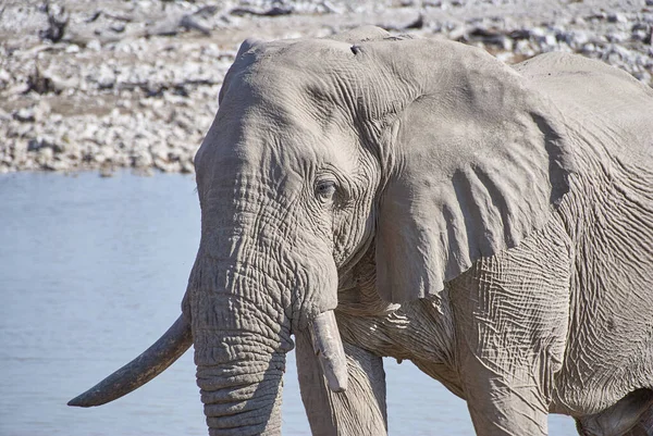 African Elephant Drinking Okaukuejo Water Hole Etosha Namibia —  Fotos de Stock