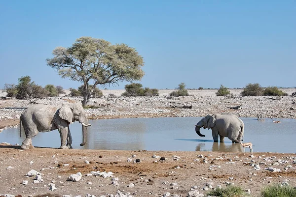 African Elephant Drinking Okaukuejo Water Hole Etosha Namibia — Fotografia de Stock