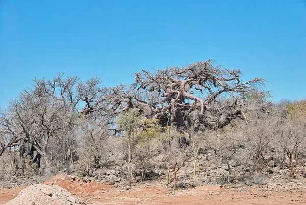 Wielkie Stare Drzewo Baobabskie Kaokoveld Północnej Namibii — Zdjęcie stockowe