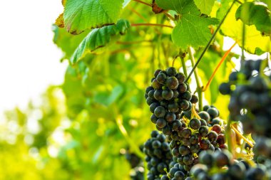 Olgunlaşmış kırmızı üzüm çalılarıyla üzüm bağları hasat ve şarap üretimine hazır. Sonbahar güneşinin aydınlattığı kırmızı üzümlerin yakın çekimleri.