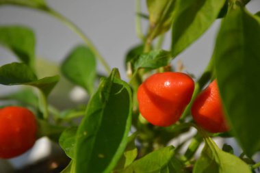 portakal rengi sivri biberler hala dalda.