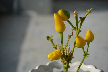 portakal rengi sivri biberler hala dalda.