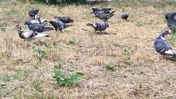 Plusieurs Pigeons Recherche Fourrage Sous Arbre — Video