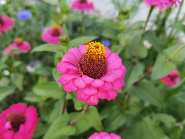 粉红色的花 有一个大花盆 — 图库照片