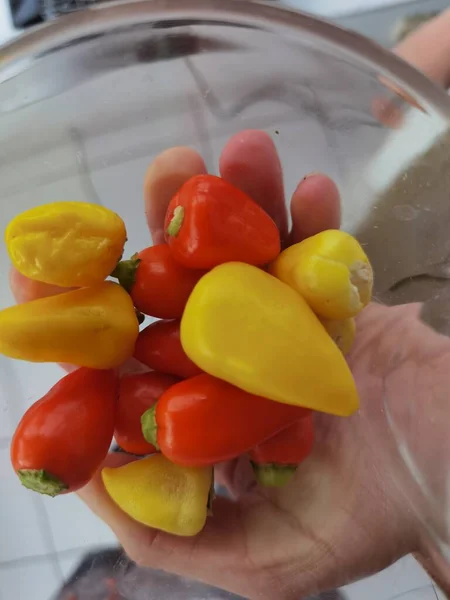 Kleine Rote Und Gelbe Paprika Einer Glasschüssel — Stockfoto