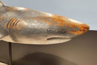 Gümüş rengi köpekbalığı ve paslı süs olarak.