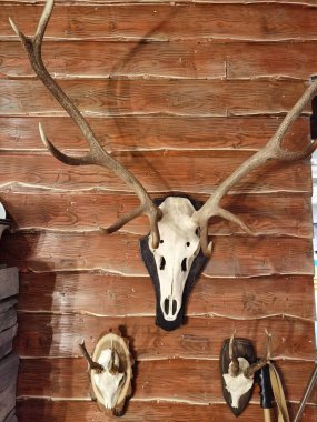 Anne ve çocuklarla birlikte bir geyiğin başı.