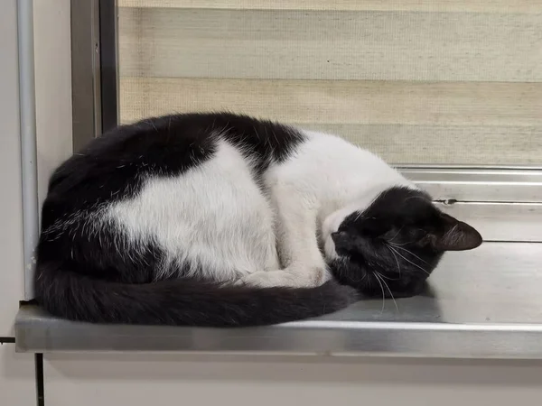 Kočka Spící Přepážky Uzavřené Pokladny — Stock fotografie