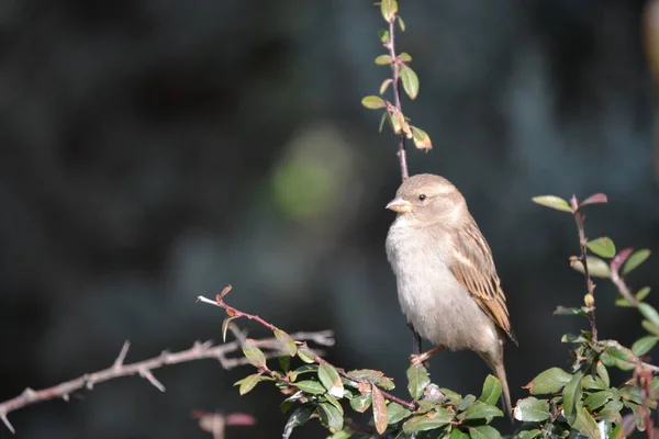 Μικρό Πουλί Στα Δέντρα Χωρίς Φύλλα Χειμώνα Στην Άγκυρα — Φωτογραφία Αρχείου