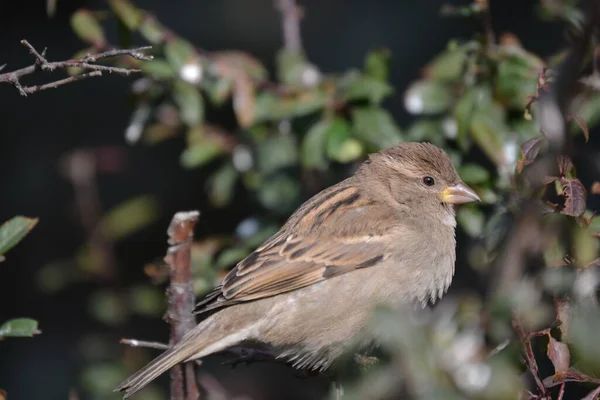 Little Bird Trees Leaves Winter Ankara — 스톡 사진