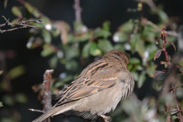 Little Bird Trees Leaves Winter Ankara — 스톡 사진